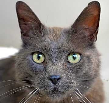 Photo of Gimlet