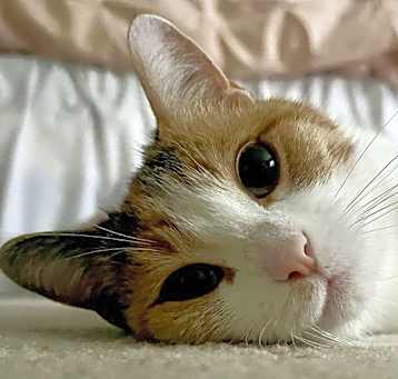 Photo of Ivy