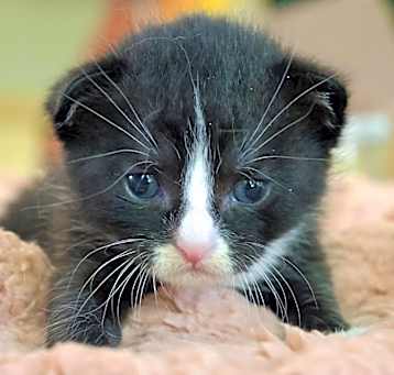 Photo of Fennel