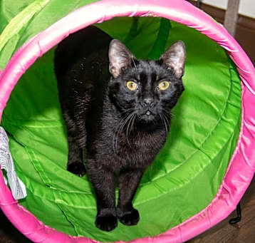 Photo of Blackie