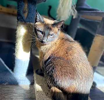 Photo of Willow