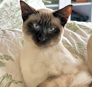 Photo of Ming