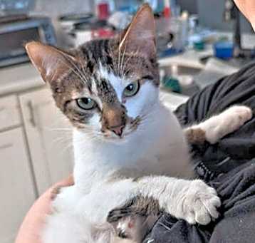 Photo of Maddie (Spring Flowers Kittens Mom)