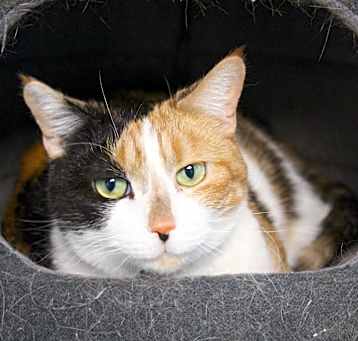 Photo of Cali (declawed)