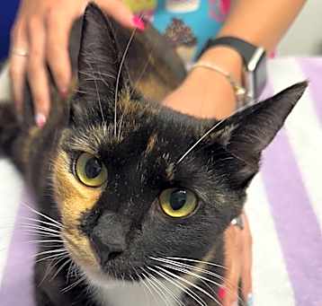 Photo of Jellybean
