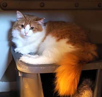 Photo of Citrus