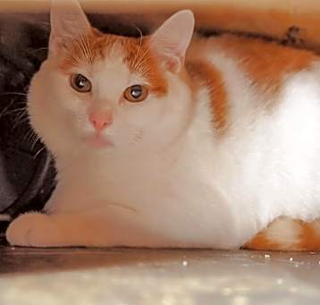 Photo of Clementine