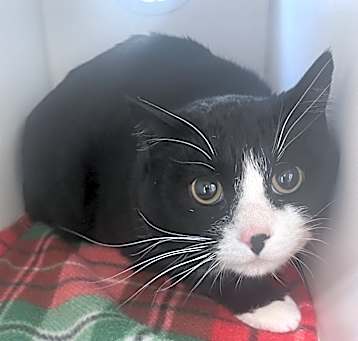 Photo of Oreo ~ Sponsored Adoption Fee!