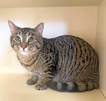 Photo of Everett ~ Available at J&K Mega Pet Wabash, IN!!