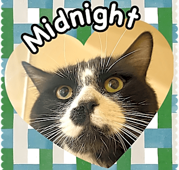 Photo of Midnight