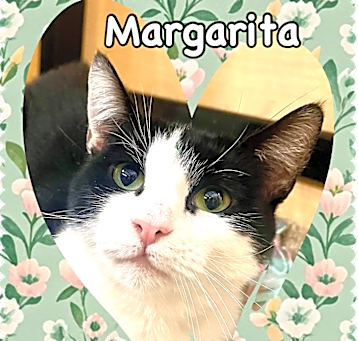 Photo of Margarita
