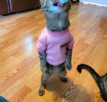 Photo of Paprika