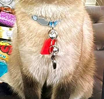 Photo of Coco (Declawed)