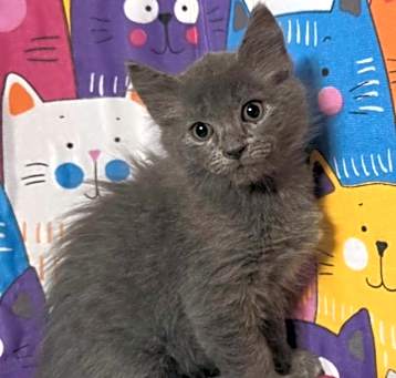 Photo of Willow