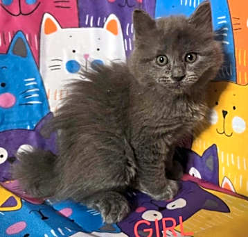 Photo of Whimsy