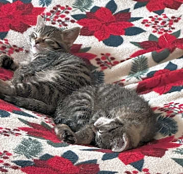 Photo of Kitty