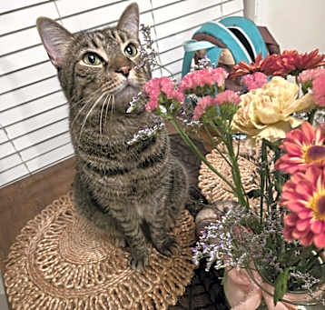 Photo of Rajah