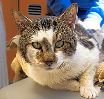 Photo of Bullwinkle