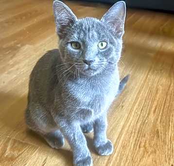 Photo of Puck