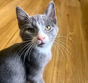 Photo of Banjo