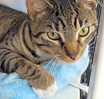 Photo of Baxter