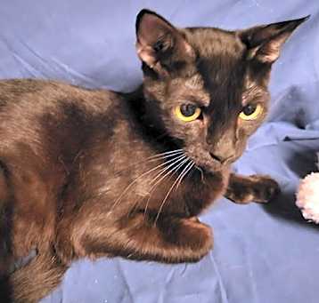 Photo of Princess Gate the Polydactyl Sweetie