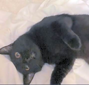 Photo of Elmo