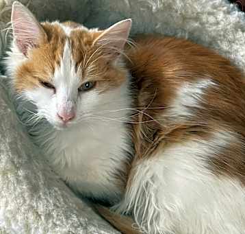 Photo of Chowmein