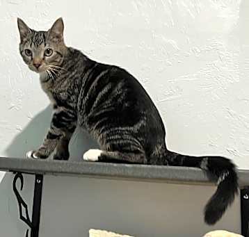 Photo of Waffles