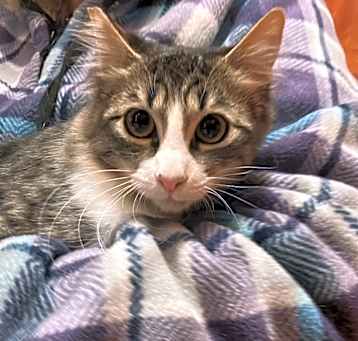 Photo of Tulip
