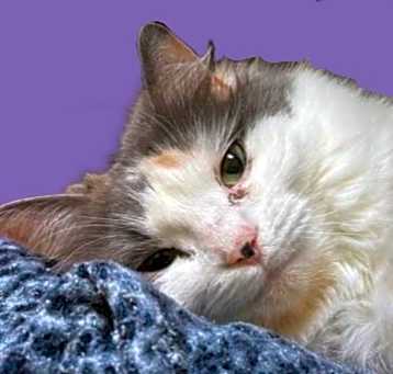 Photo of Harlow