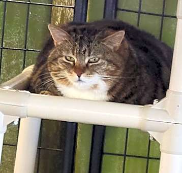 Photo of Cat Benatar