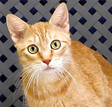 Photo of Peaches