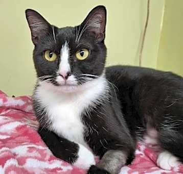 Photo of Tuxina