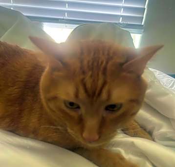 Photo of Frankie