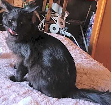 Photo of Baby Teddy