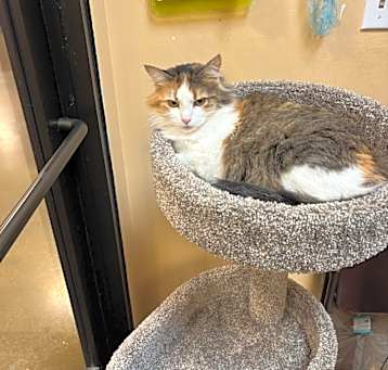 Photo of Callie