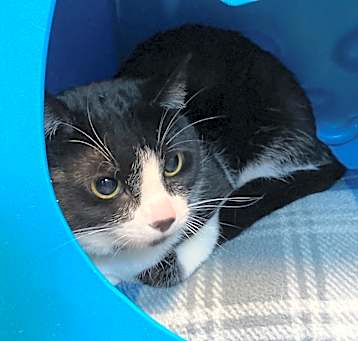 Photo of Arrow