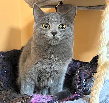 Photo of Valentine