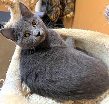 Photo of Sweetheart