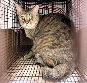 Photo of SKITTLES