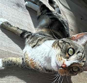 Photo of Tofu