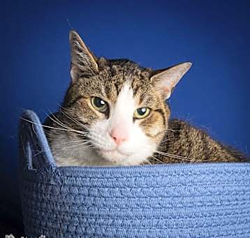 Photo of Whiskey
