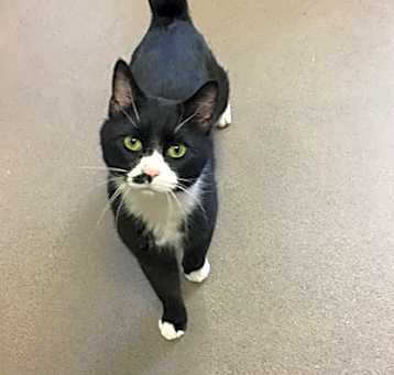 Photo of Sox