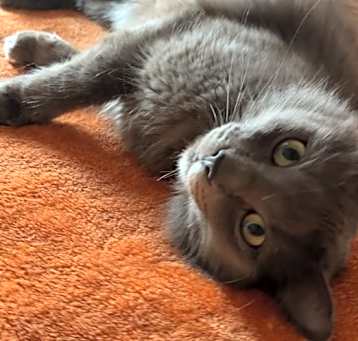 Photo of Ozzie