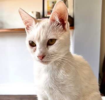 Photo of Cassidy (bonded with Truman)