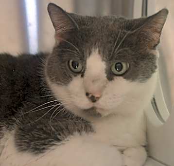 Photo of Chester