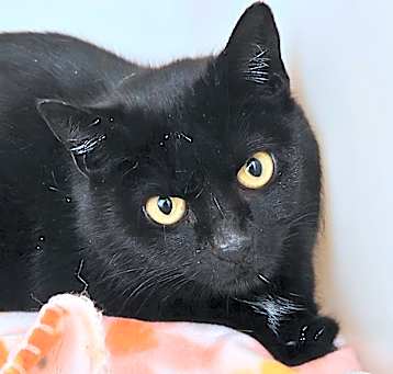 Photo of Rumpus Cat 49433