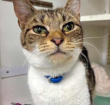 Photo of Sox