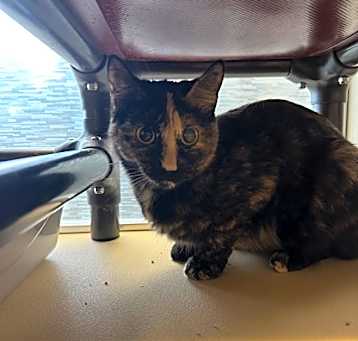 Photo of Tinkerbell